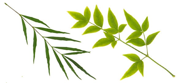 ‘Soft Caress’ Mahonia and ‘Lemon Lime’ Nandina foilage