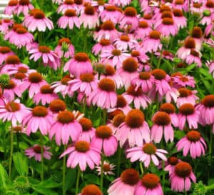 A field of Crazy Pink Echinacea flowers in bright pink with pink-orange-brown cones
