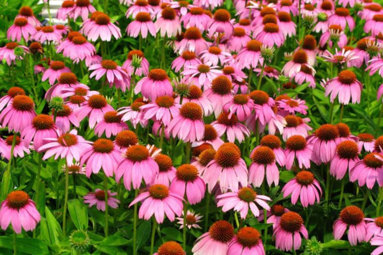 A field of Crazy Pink Echinacea flowers in bright pink with pink-orange-brown cones