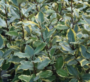 Olive Martini Elaeagnus with gold edged vibrant foliage.