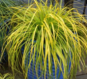 Bright, colorful yellow foliage, year-round
