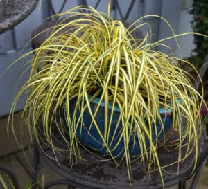 Green leaves with a gold, central band form a fountain of evergreen foliage 