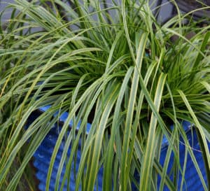 Carex EverColor Everlime