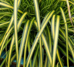 Carex Evercolor Eversheen