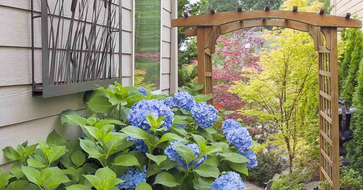 Dear Dolores Hydrangea garden with Sunshine Ligustrum and a cedar arch