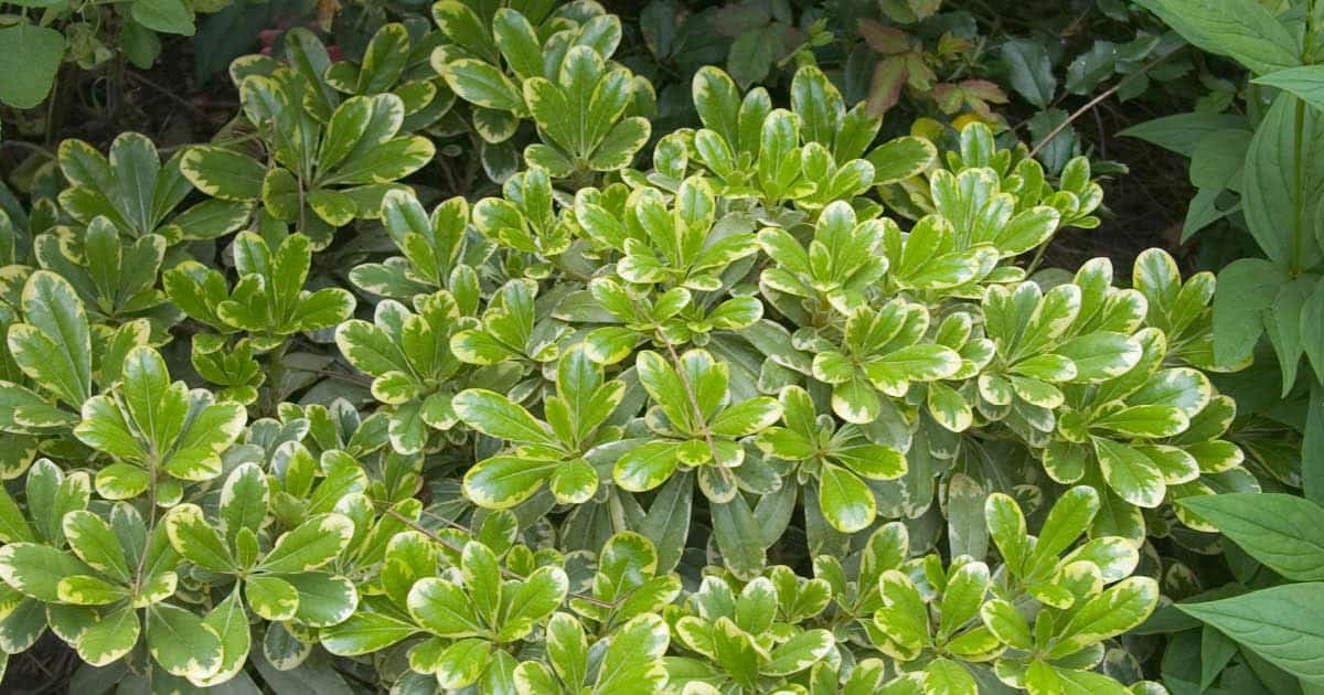 Light green leaves trimmed in cream