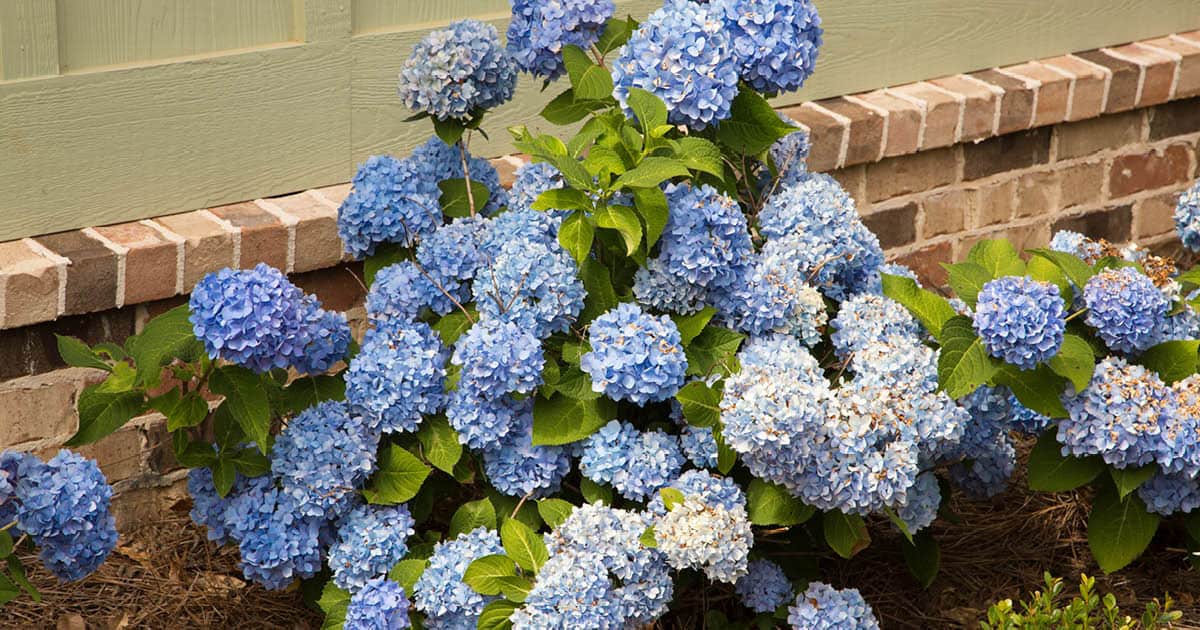 Dear Dolores Hydrangea