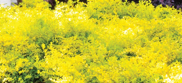 Eye Catching Combos 1