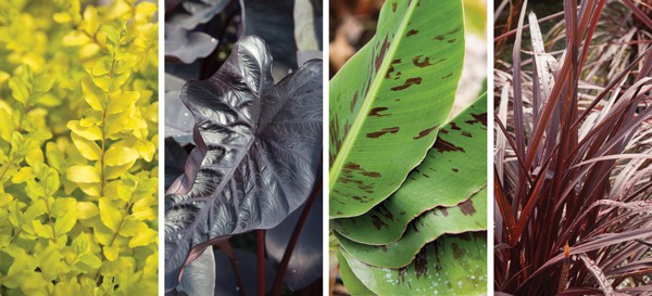 Eye Catching Combos 4