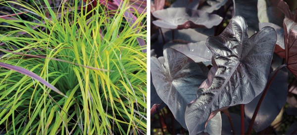 Eye Catching Combos 6