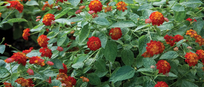 Bells of Fire Tecoma with green leaves