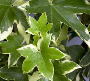 Fatshedera Angyo Star, light green leaves trimmed in cream