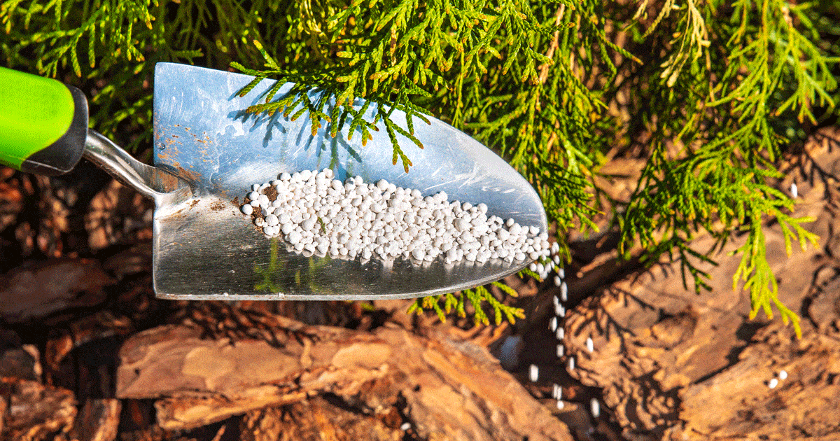 Fertilizer pearls pouring onto soil from tip of trowel