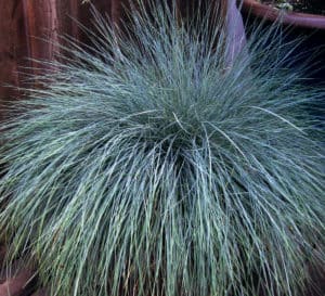 Festuca Beyond Blue mounded in brown ornate pot