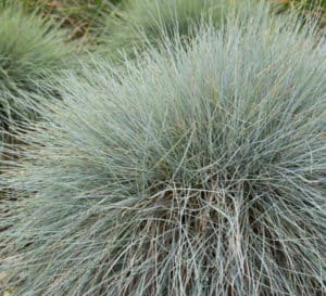 Festuca Beyond Blue mounded in garden