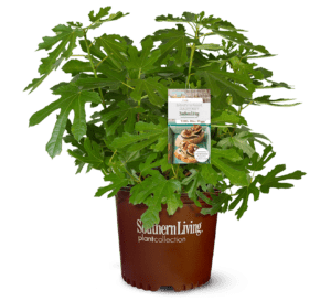 Little Miss Figgy in Southern Living Plant Collection brown pot