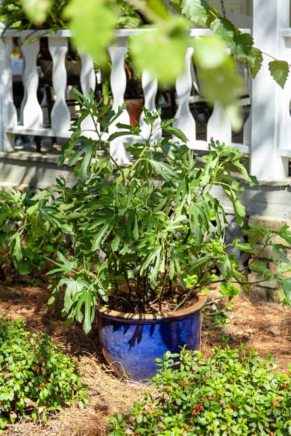 Little Miss Figgy Dwarf Fig in a blue glazed ceramic container placed in full sun in front of porch