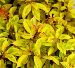 Lime Sizzler Firebush foliage at close up shows it's bright yellow leaf with green variegation and fire-red blooms