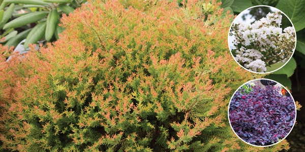 Five Uses for Fire Chief 6