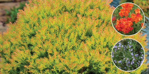 Five Uses for Fire Chief Tecoma Rosemary