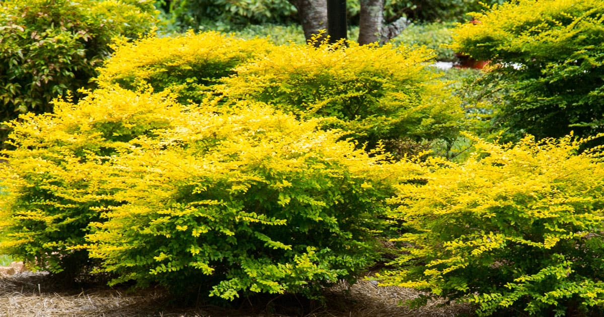 Five Uses for Sunshine Ligustrum 1200x6302
