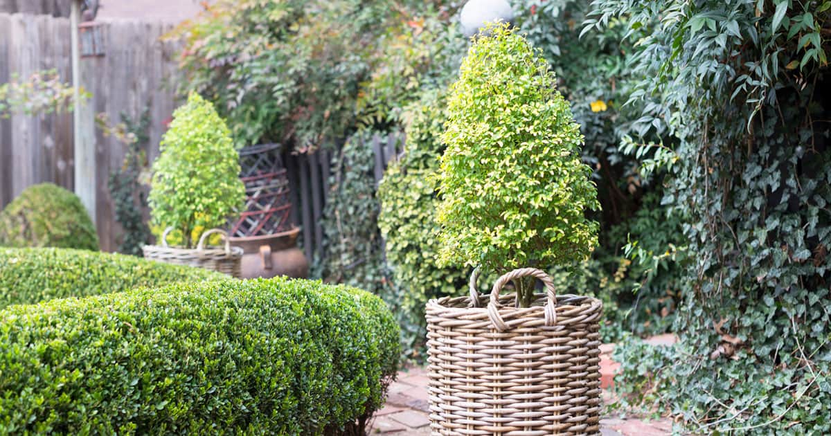 Five Uses for Sunshine Ligustrum 1200x6304
