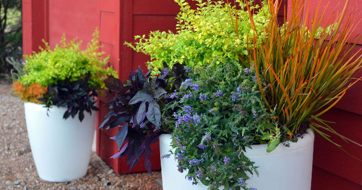 Five Uses for Sunshine Ligustrum 1200x6305