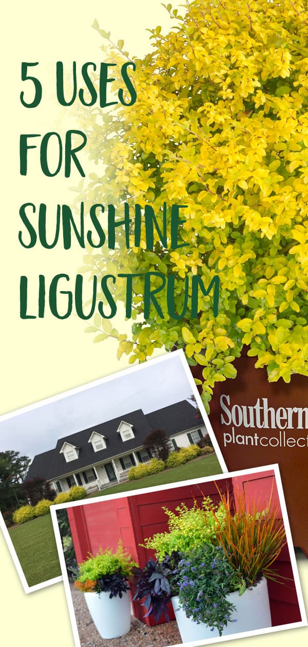 Five Uses for Sunshine Ligustrum 600x1260