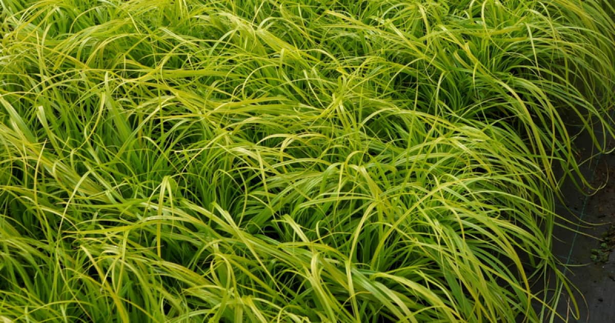 Carex Evercolor Everillo with bright green foliage