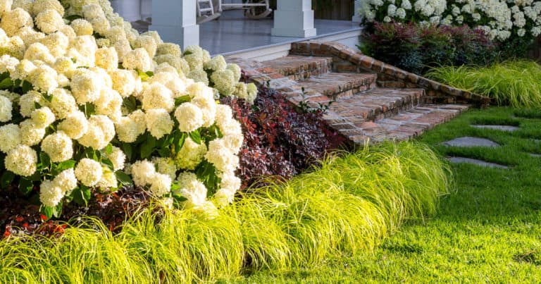 A Southern Living border planted with Everillo Carex and White Wedding Hydrangea