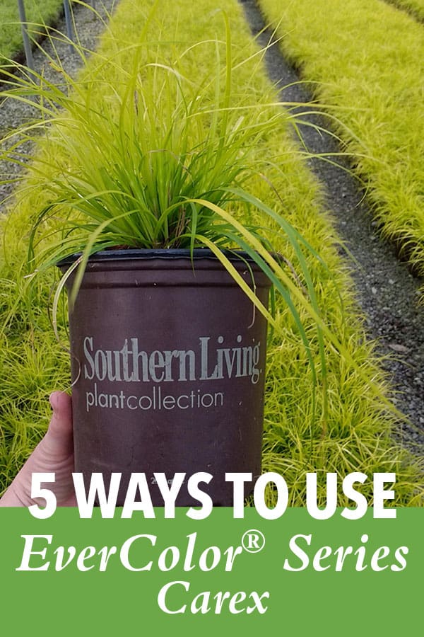 Carex Evercolor Everillo in Southern Living Pot with text that says 