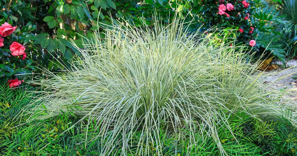 Platinum Beauty Lomandra