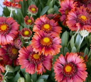 Celebration Gaillardia with beautiful pink flowers and dark pink and yellow centers
