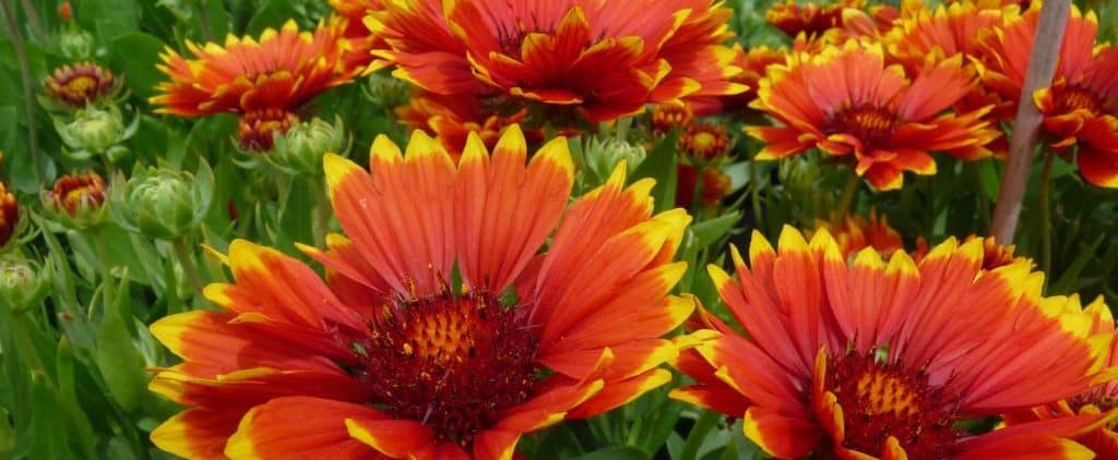 gaillardia sunset flash