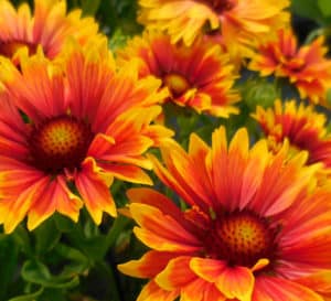 Sunset Orange Gaillardia with red and yellow heavy blooms