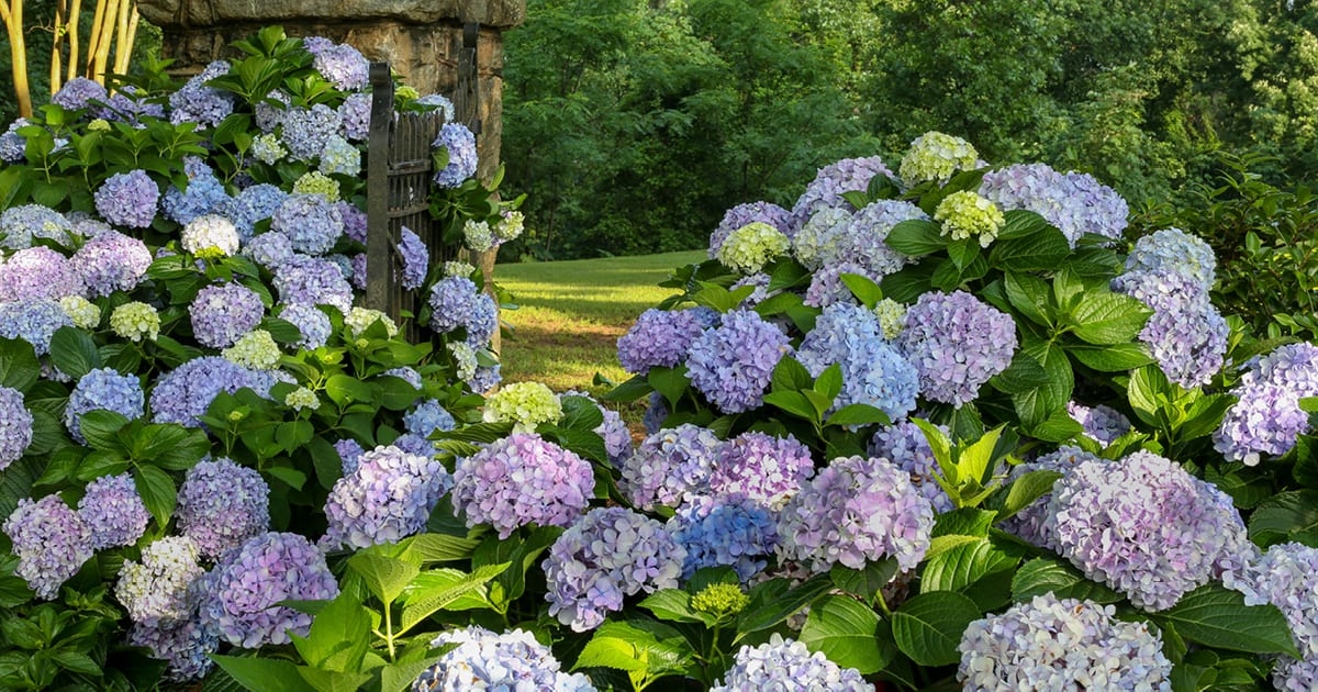 Close-up on beautiful round Dear Dolores Hydrangea blue bloom head