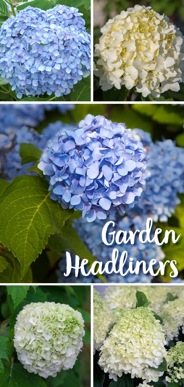 Close-up on beautiful round Dear Dolores Hydrangea blue bloom head