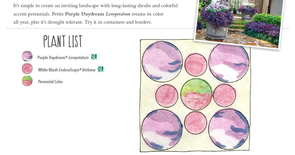 Garden Plan Loropetalum Purple Daydream Plant A Warm Welcome 1200x6303