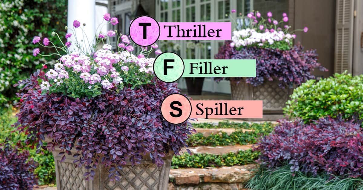 Garden Plan Loropetalum Purple Daydream Plant A Warm Welcome 1200x6304