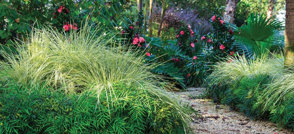 Outdoor walkway lined with Carex and Soft Caress Mahonia