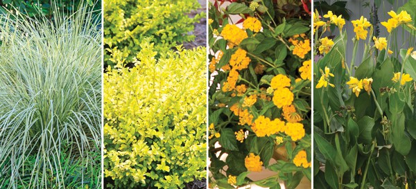 Collage of Sunshine Ligustrum and Pot of Gold Little Lucky Lantana