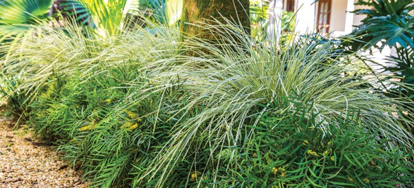 Carex and Soft Caress Mahonia together in garden landscape