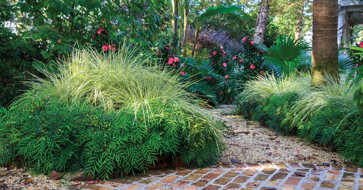 Beautiful Southern landscape planted along backyard garden paths with Lomandra and Soft Caress Mahonia