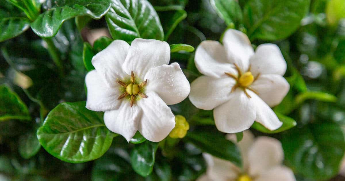 Gardenia Diamond Spire close-up on 3 daisy-like gardenia blooms