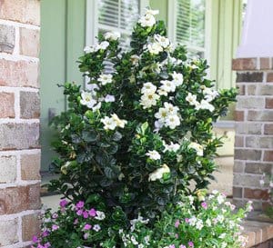 Diamond Spire Gardenia bush from Southern Living in a container