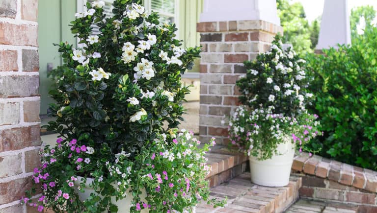 Brick patio with white columns and mixed white containers of Diamond Spire Gardenia bushes and trailing Angelonia.