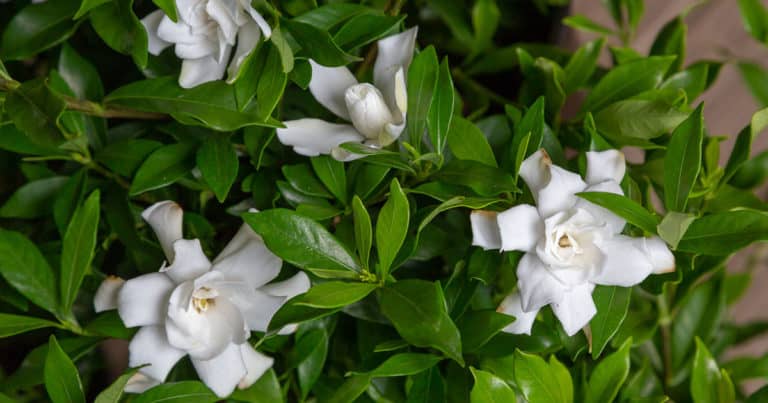 Close-up on Fool Proof Gardenia flowers amongst shiny green foliage