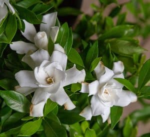 Fool Proof Gardenia flowers from Southern Living
