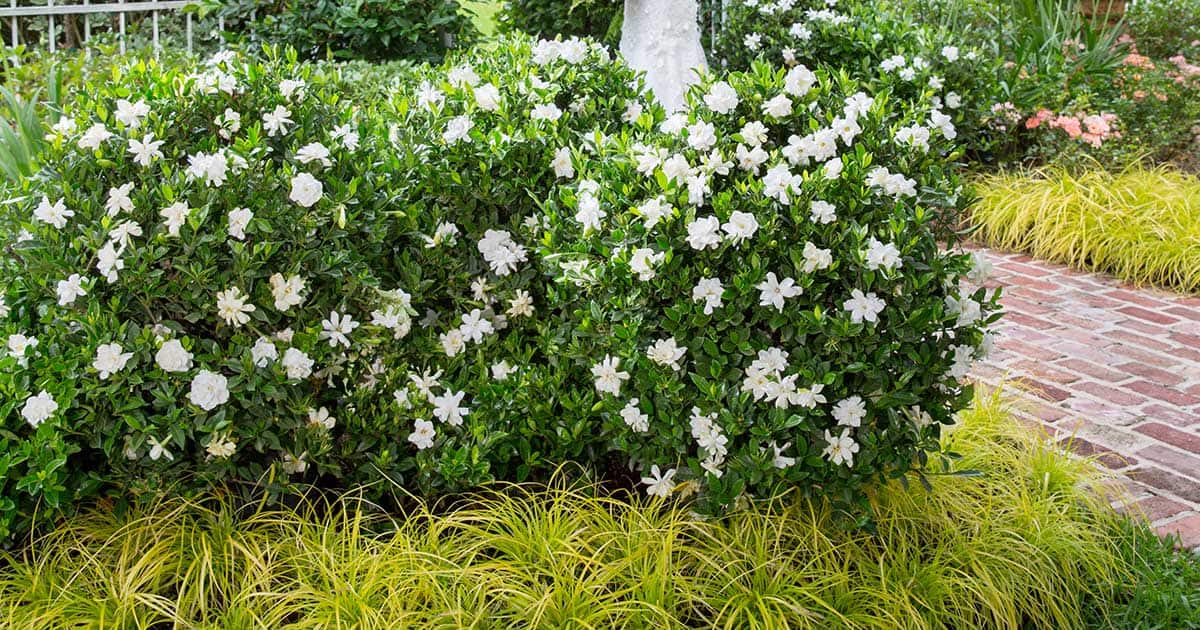 Gardenia Jubilation 140528 Gardenias092 1200x630