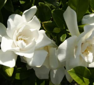Jubilation Gardenia bloom cluster amongst shiny dark green foliage